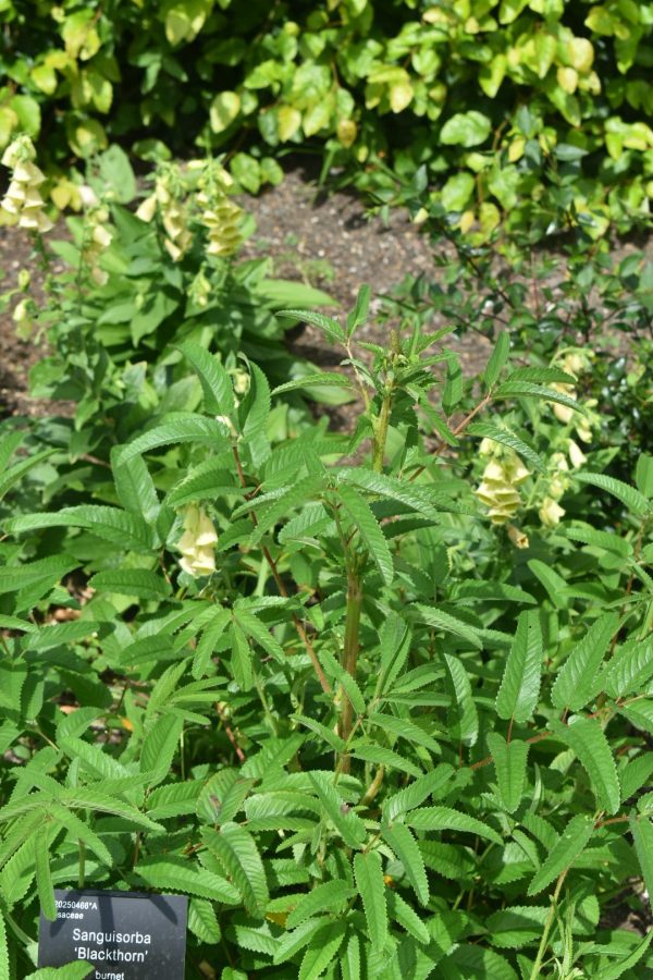 Sanguisorba 'Blackthorn'