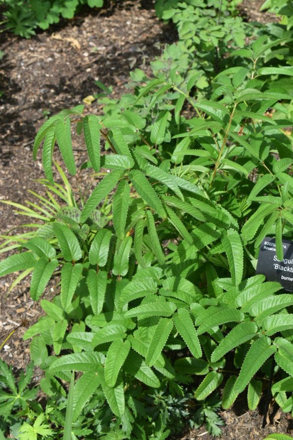 Sanguisorba 'Blackthorn'