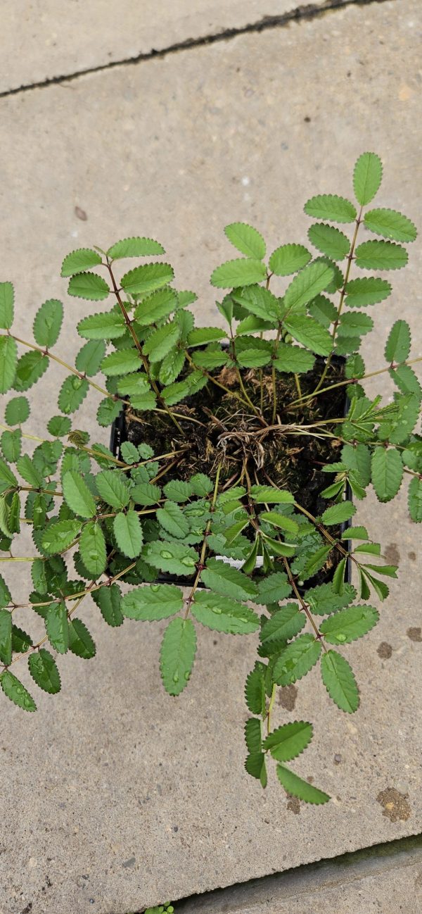 Sanguisorba 'Plum Drops'