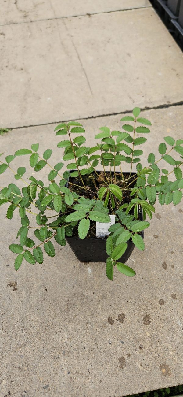 Sanguisorba 'Plum Drops'