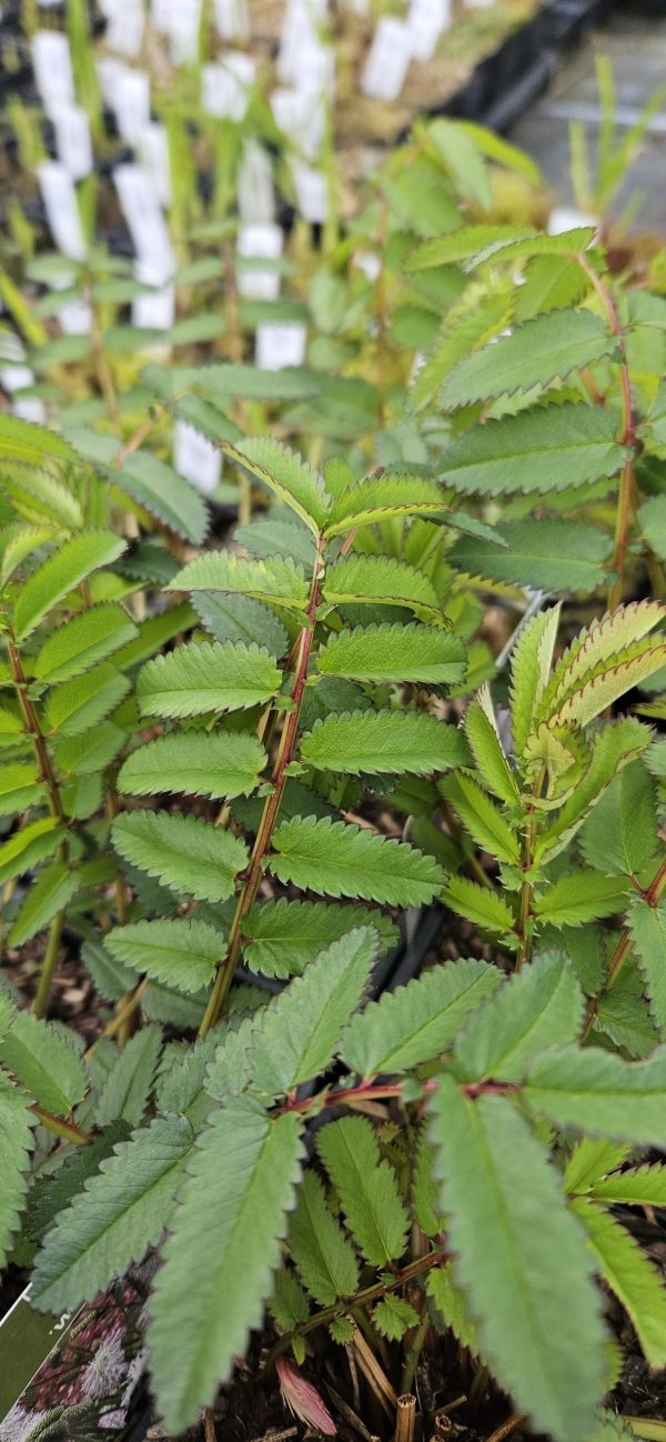 Sanguisorba 'White Brushes'