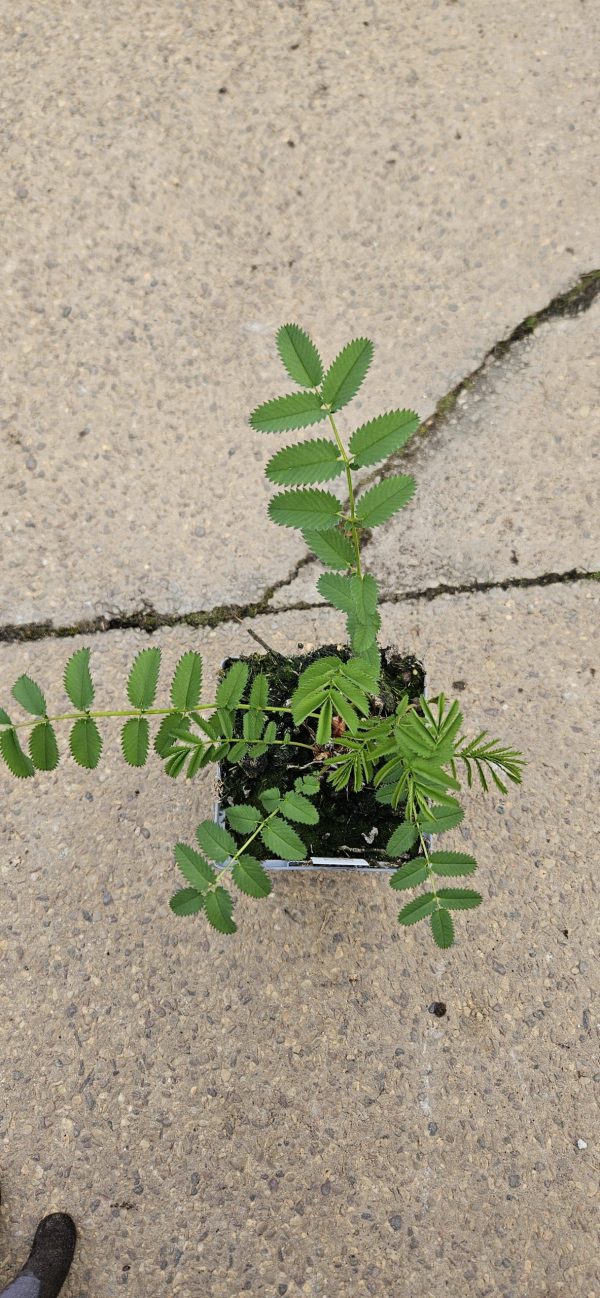 Sanguisorba menziesii