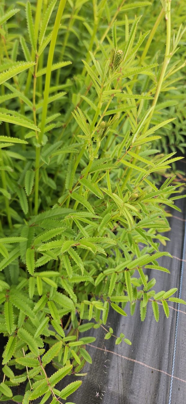 Sanguisorba officianalis 'Jam Session'