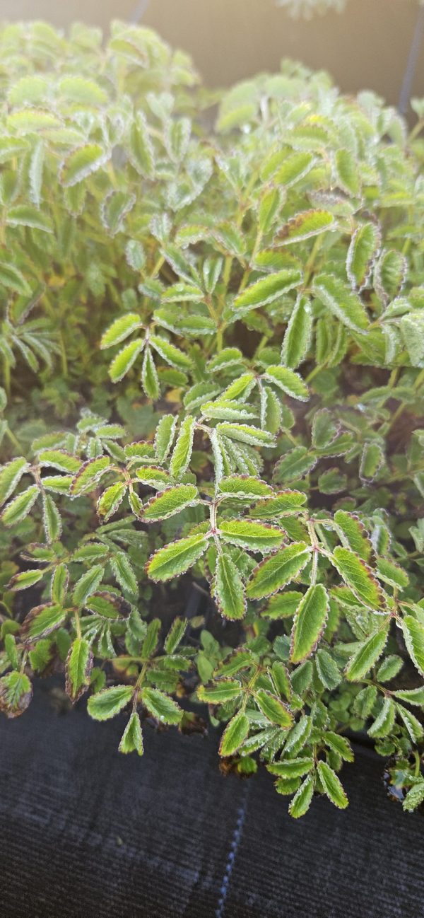 Sanguisorba officianalis 'Tanna'