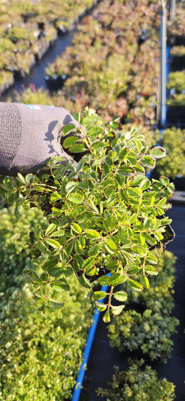 Sanguisorba officianalis 'Tanna'