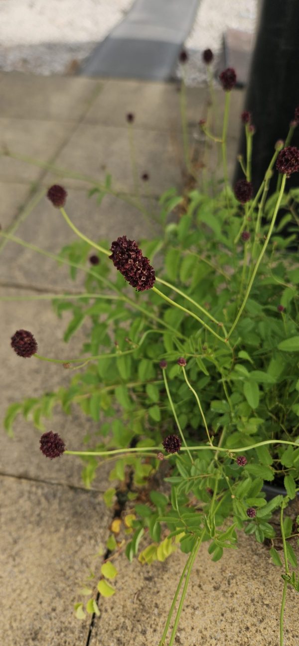 Sanguisorba officinalis