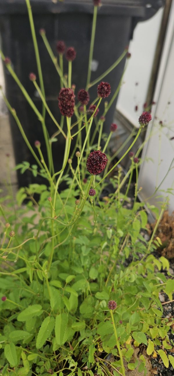Sanguisorba officinalis