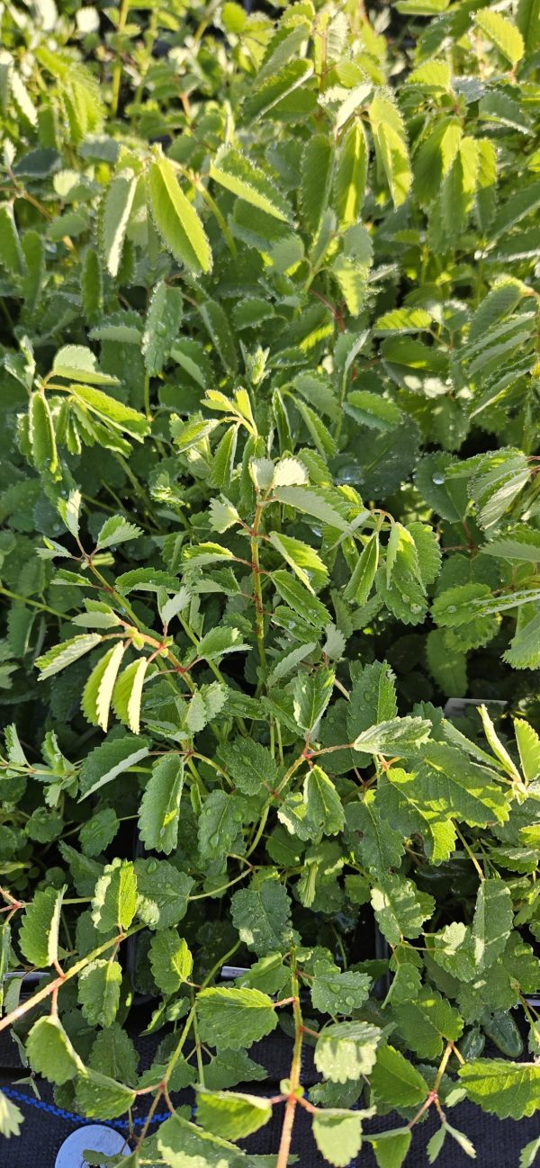 Sanguisorba officinalis
