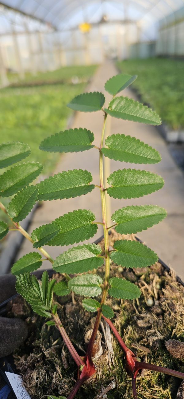 Sanguisorba pink brushes2 Sanguisorba pink brushes