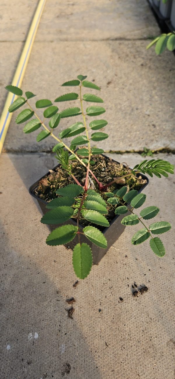 Sanguisorba pink brushes3 Sanguisorba pink brushes