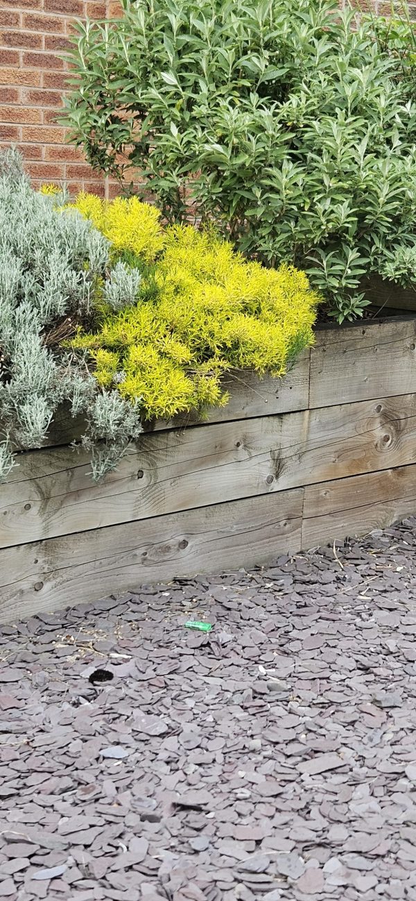 Santolina 'Lemon Fizz'