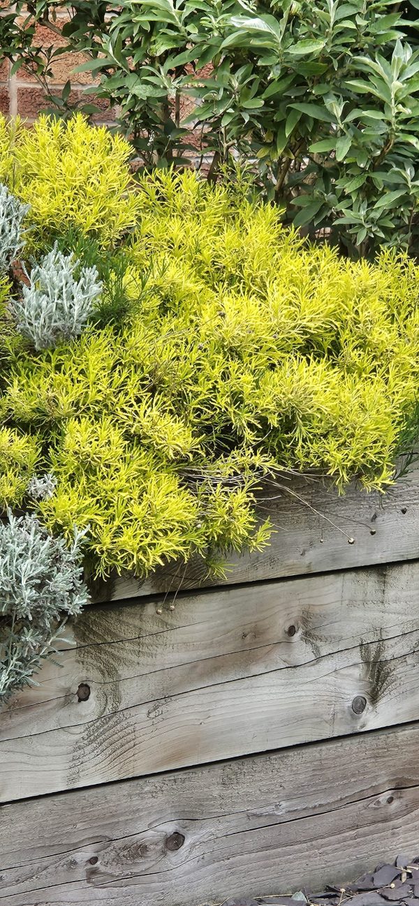 Santolina 'Lemon Fizz'