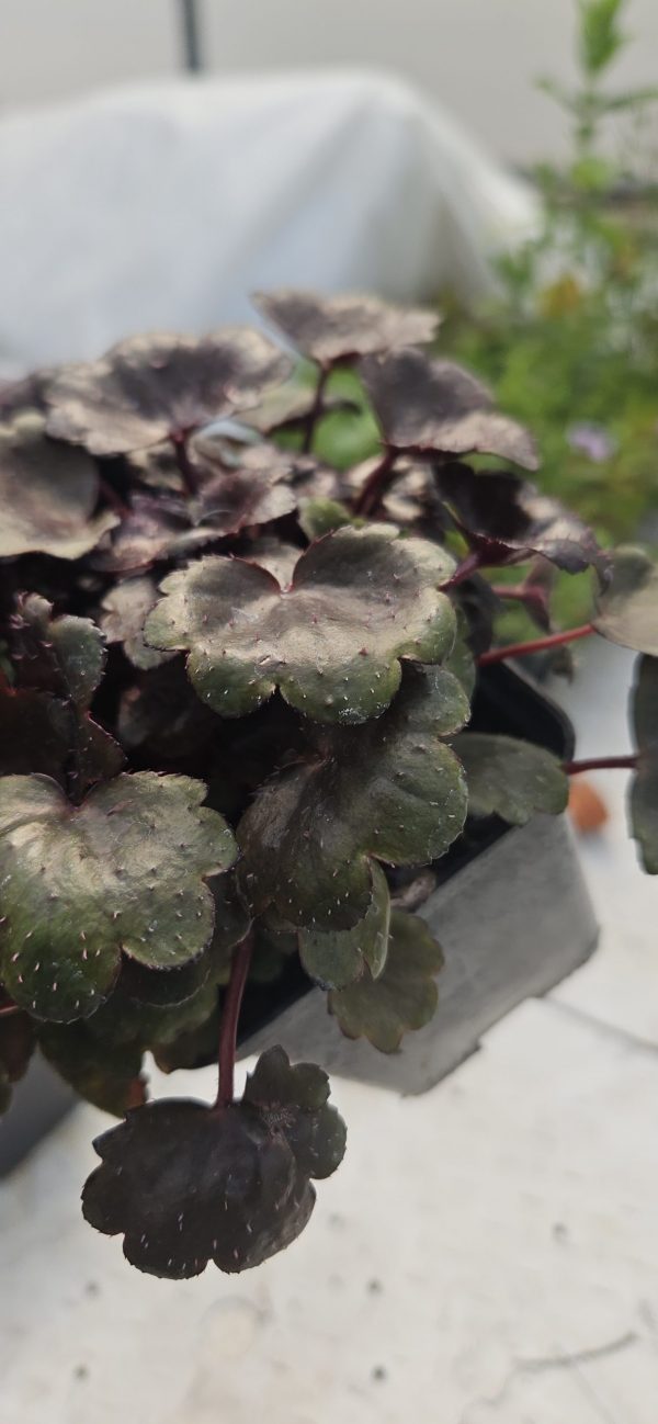 Saxifraga Dancing Pixies 'Taja'