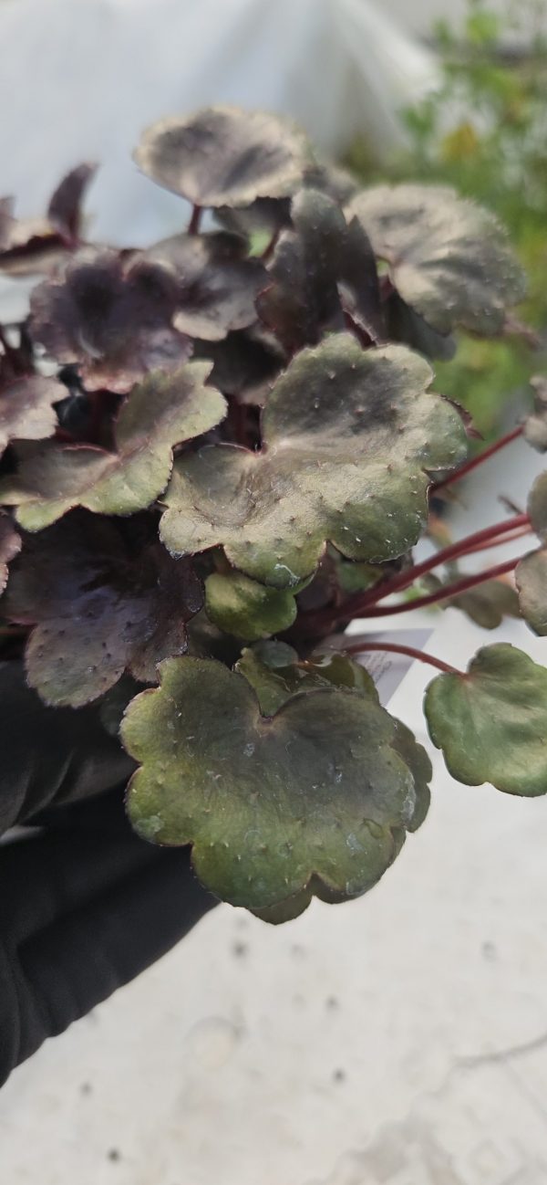 Saxifraga Dancing Pixies 'Taja'