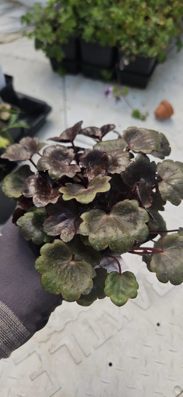 Saxifraga Dancing Pixies 'Tally'