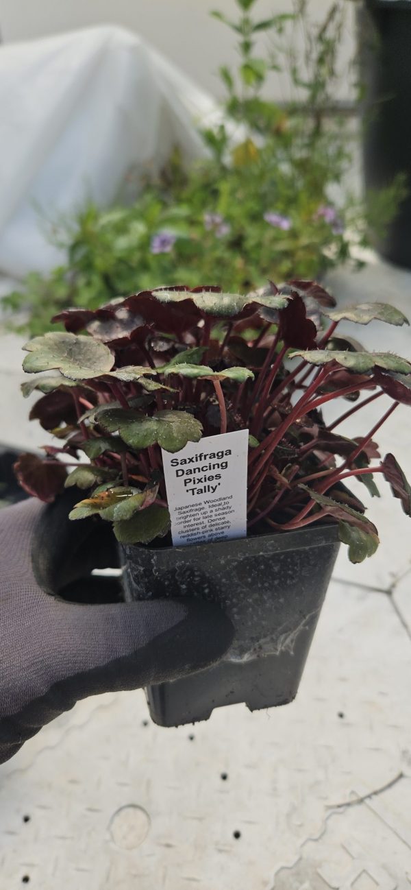 Saxifraga Dancing Pixies 'Tally'