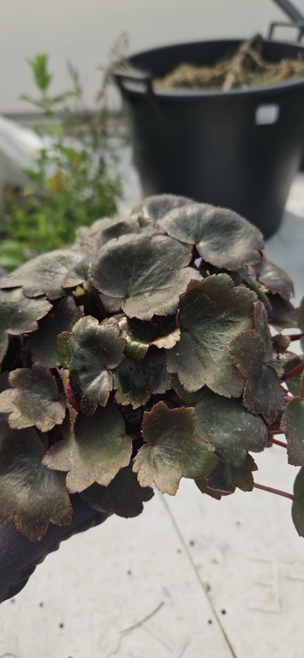 Saxifraga Dancing Pixies 'Tilda'