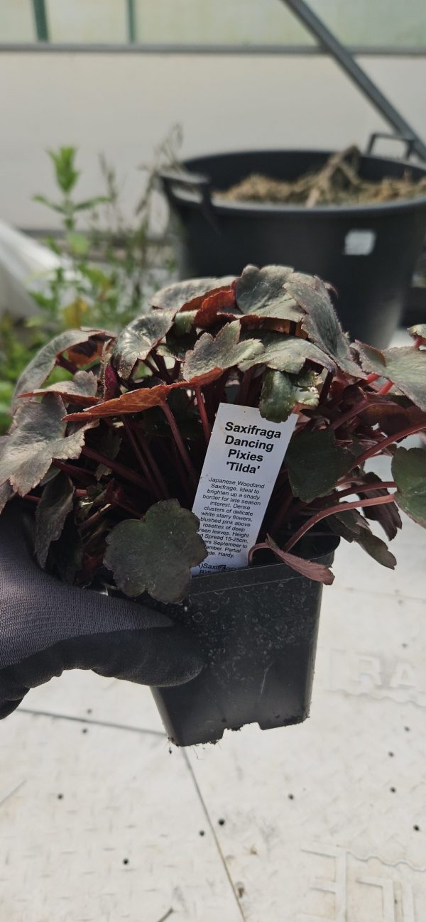 Saxifraga Dancing Pixies 'Tilda'