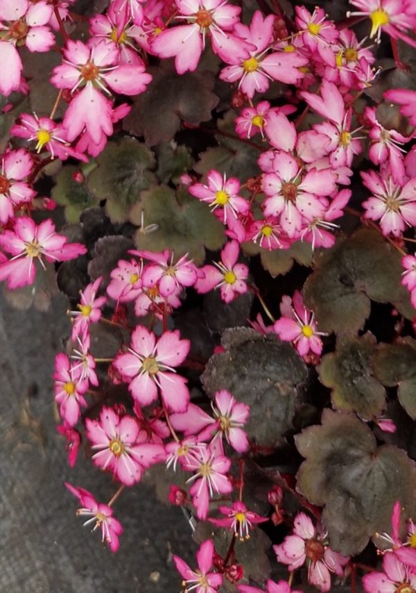 Saxifraga Dancing Pixies 'Toni'