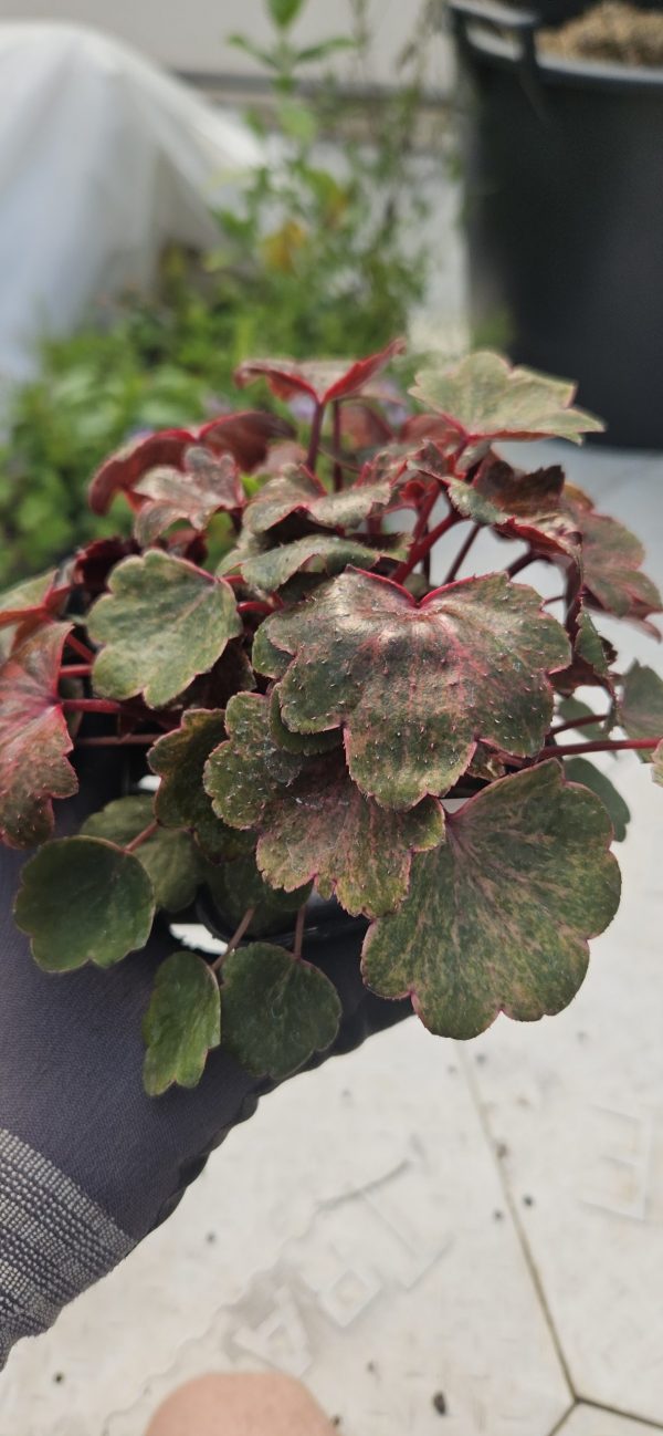 Saxifraga Dancing Pixies 'Twinkie'