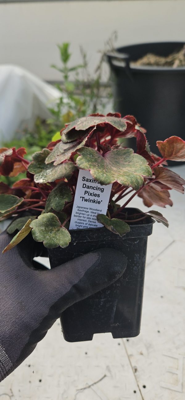 Saxifraga Dancing Pixies 'Twinkie'
