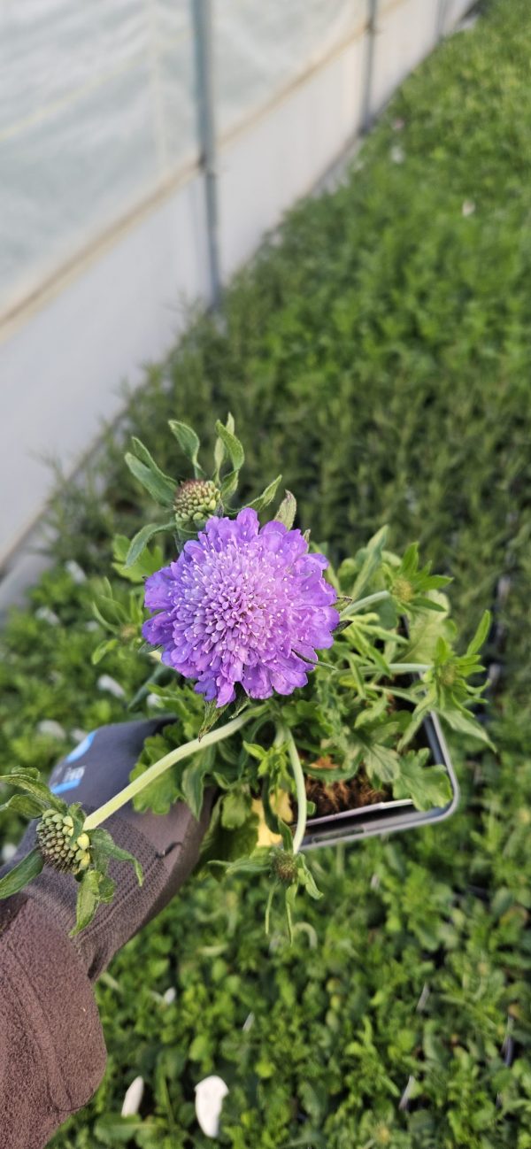 Scabiosa Kudo 'Blue'