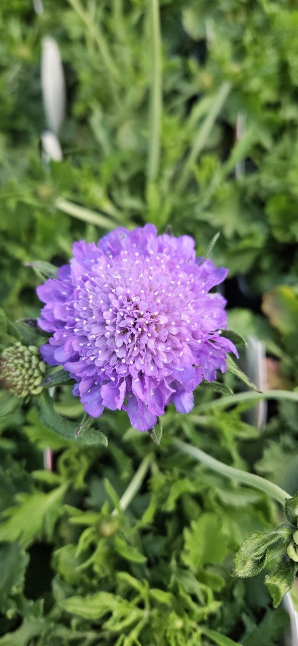 Scabiosa Kudo 'Blue'