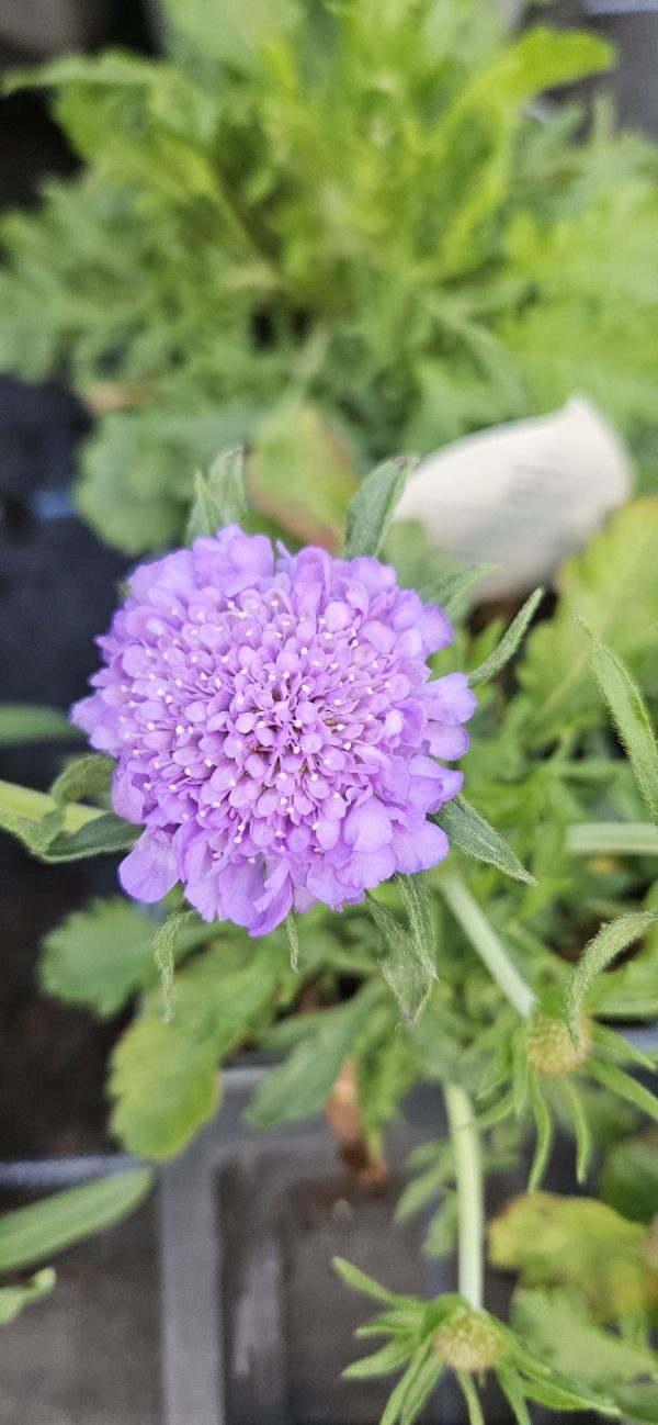 Scabiosa Kudo 'Blue'