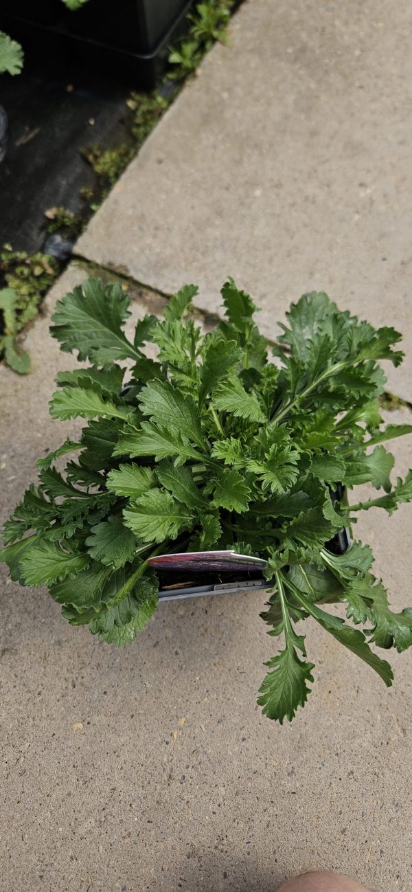 Scabiosa Kudo 'Pink' Scabiosa Kudo 'Pink'