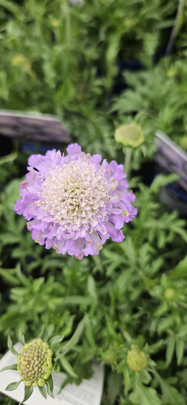 Scabiosa columbaria 'Butterfly Blue'