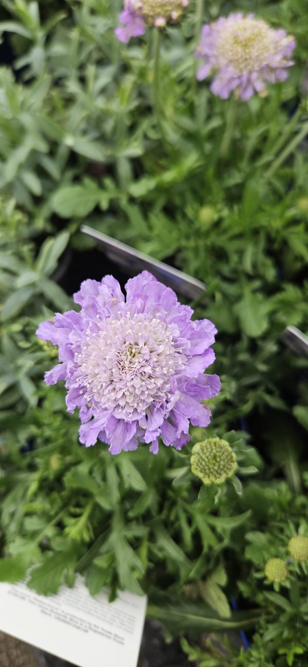 Scabiosa columbaria 'Butterfly Blue'
