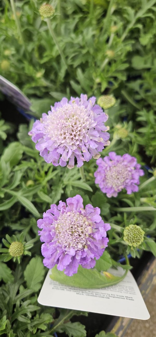 Scabiosa columbaria 'Butterfly Blue'