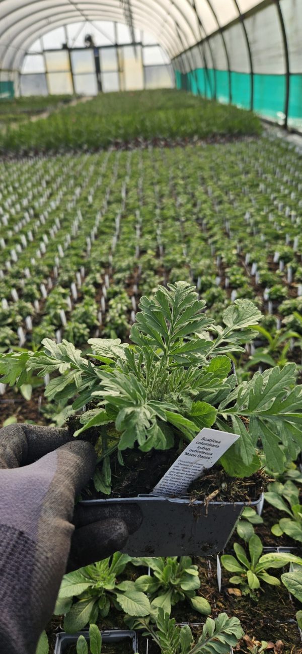 Scabiosa columbaria subsp. ochroleuca 'Moon Dance' Scabiosa columbaria subsp. ochroleuca 'Moon Dance'