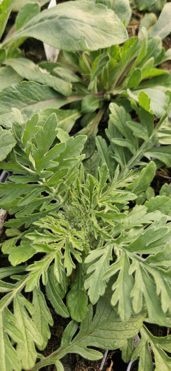 Scabiosa columbaria subsp. ochroleuca 'Moon Dance'2 Scabiosa columbaria subsp. ochroleuca 'Moon Dance'