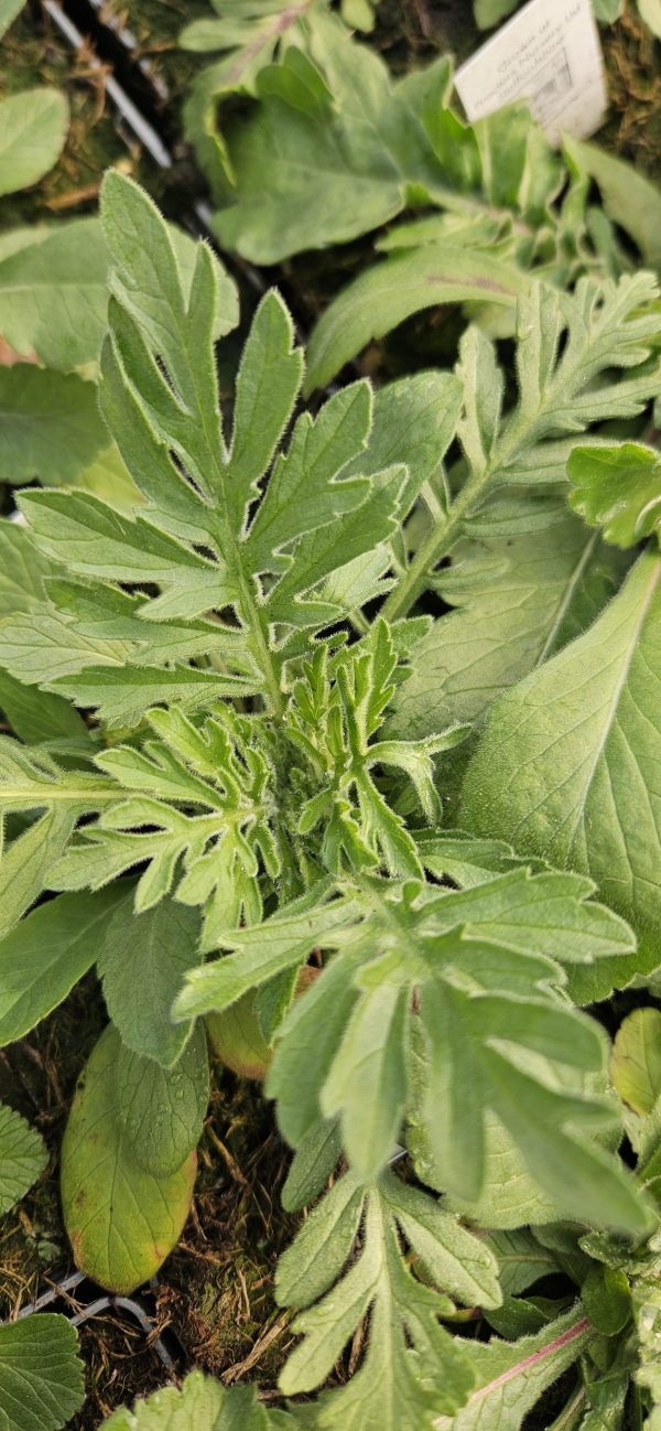Scabiosa columbaria subsp. ochroleuca 'Moon Dance'3 Scabiosa columbaria subsp. ochroleuca 'Moon Dance'
