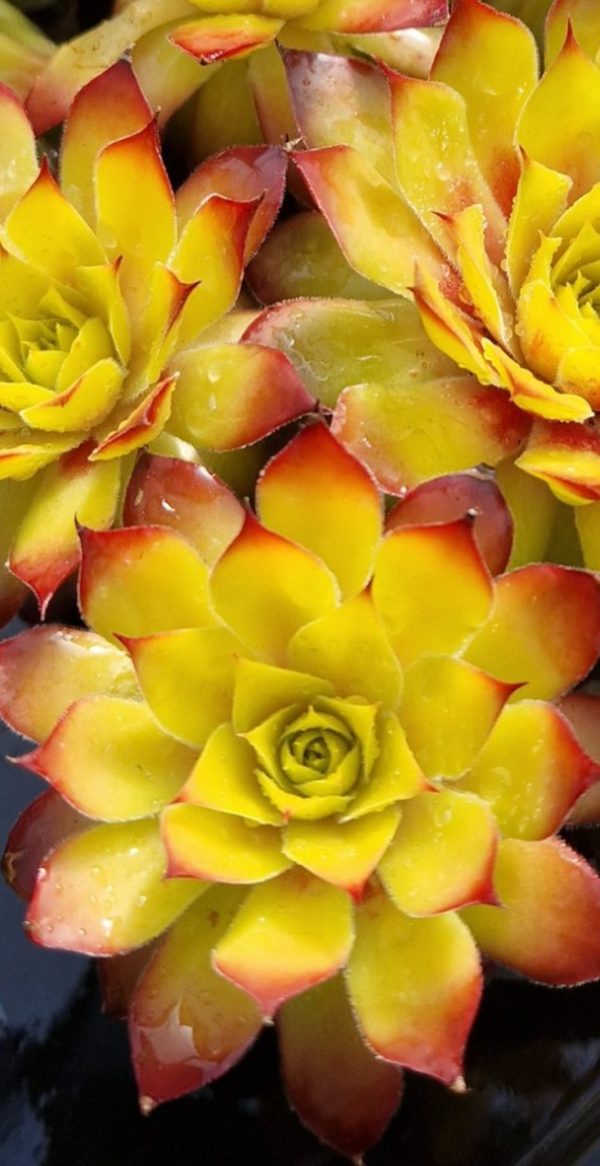 Sempervivum 'Gold Nugget'3 Sempervivum 'Gold Nugget'