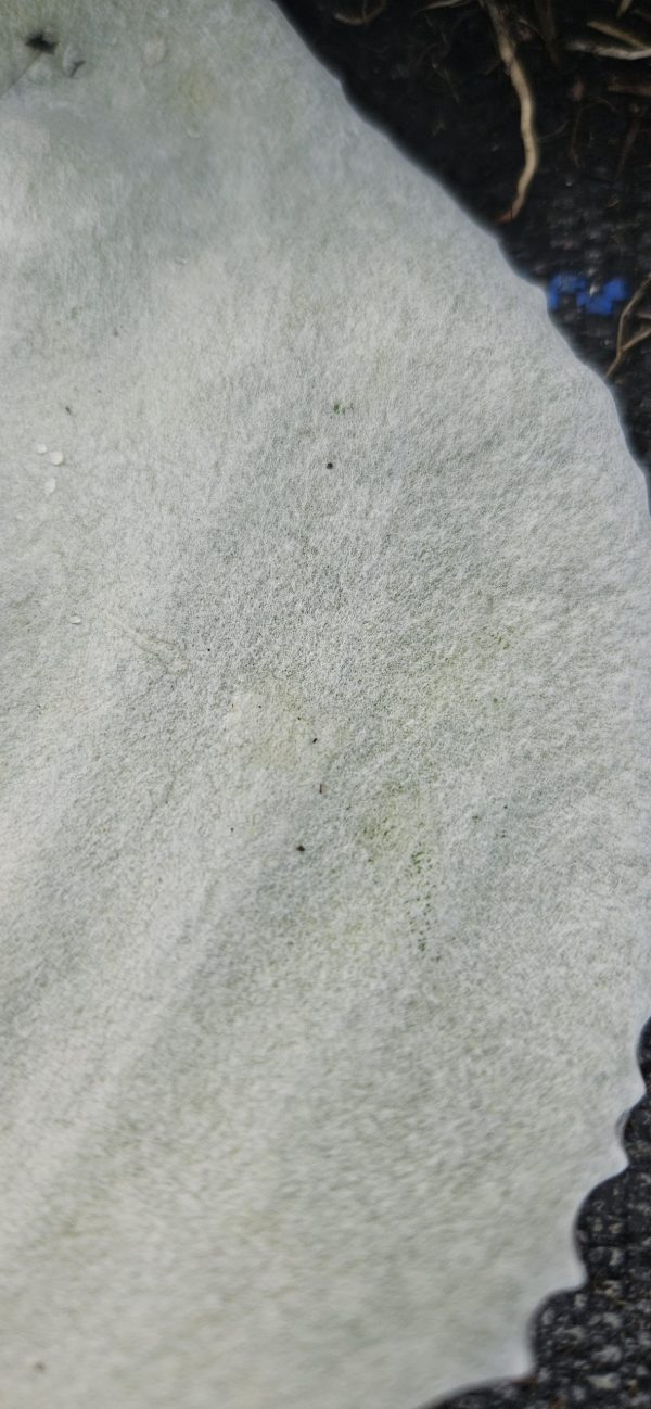 Senecio niveoaureus 'Silver Feathers'