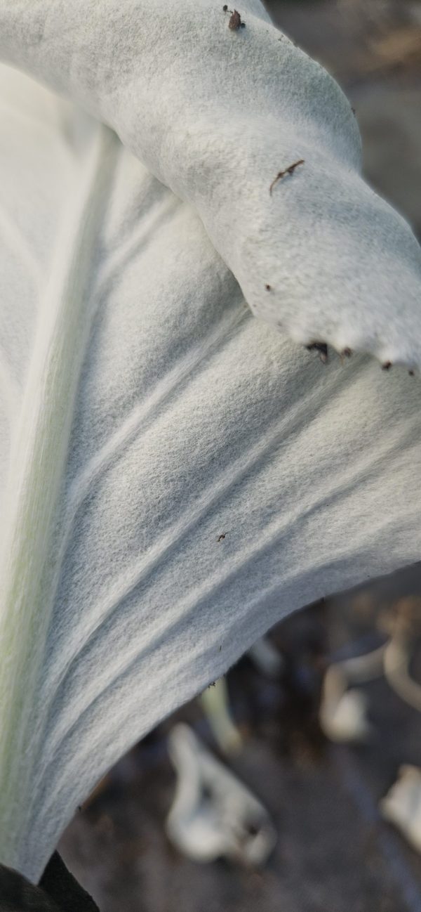 Senecio niveoaureus 'Silver Feathers'