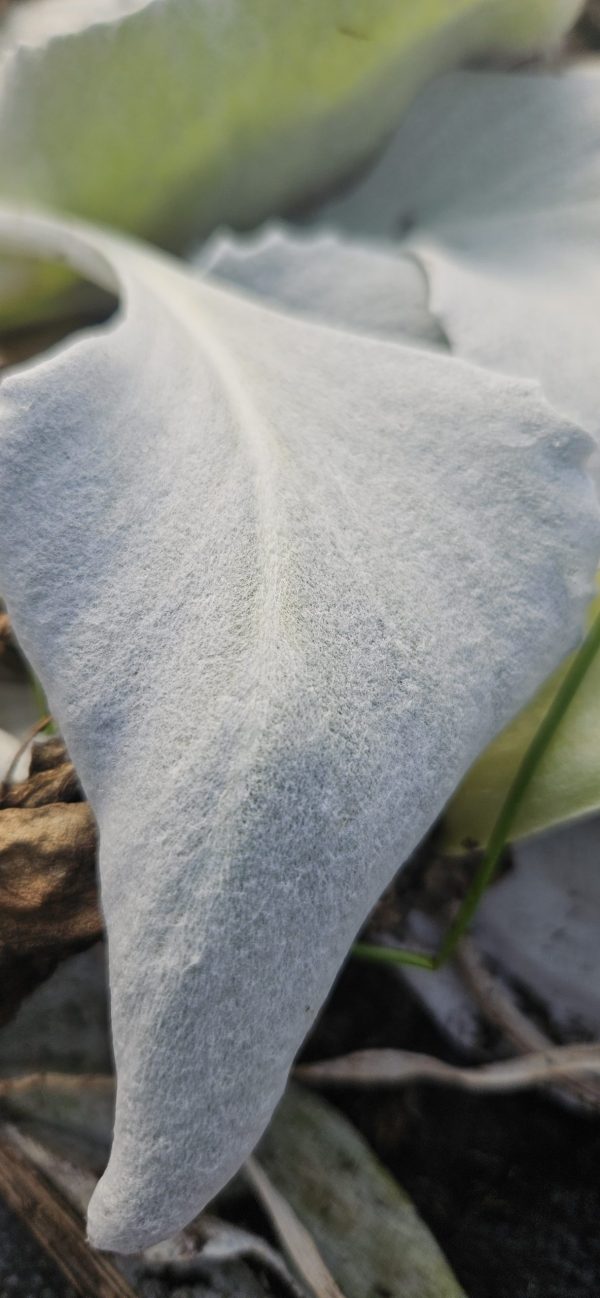 Senecio niveoaureus 'Silver Feathers'