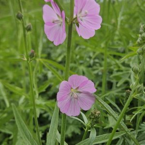 Sidalcea 'Shimmer'