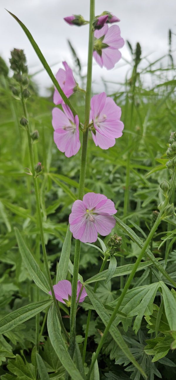 Sidalcea 'Shimmer'