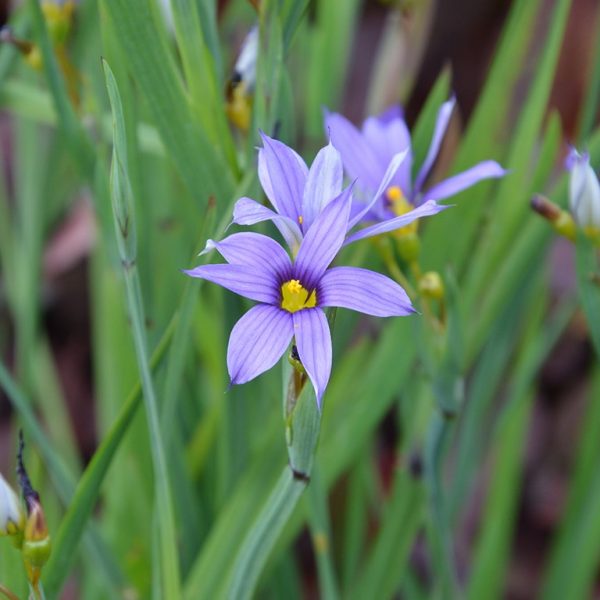 Sisyrinchium idahoense var.macounii 'Moody Blues' Sisyrinchium idahoense var.macounii 'Moody Blues'