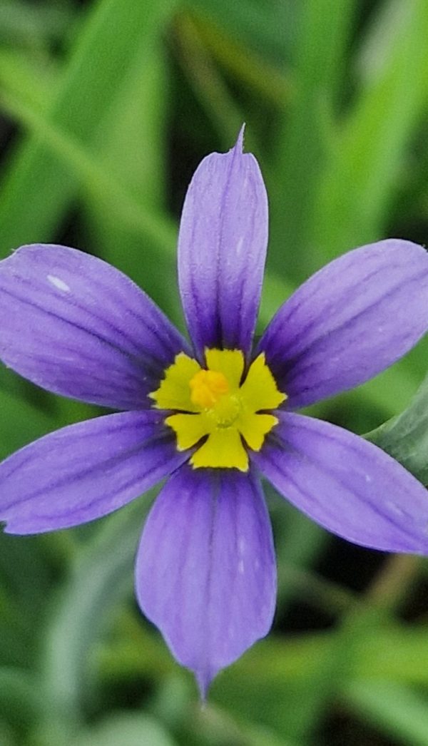 Sisyrinchium idahoense var.macounii 'Moody Blues'2 Sisyrinchium idahoense var.macounii 'Moody Blues'