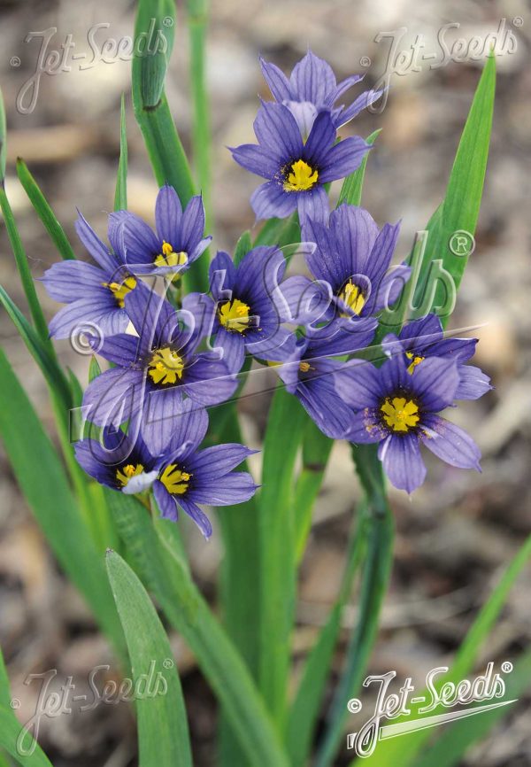 Sisyrinchium idahoense var.macounii 'Moody Blues'3 Sisyrinchium idahoense var.macounii 'Moody Blues'