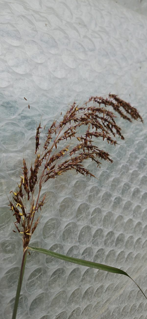 Sorghastrum nutans 'Indian Steel'