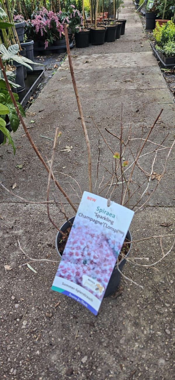 Spiraea japonica 'Sparkling Champagne'
