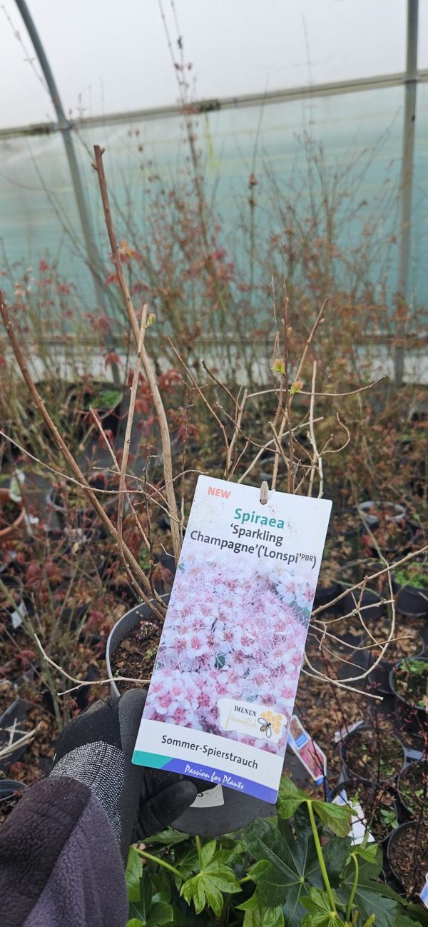 Spiraea japonica 'Sparkling Champagne'