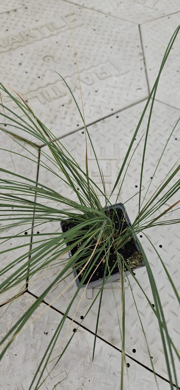 Stipa 'Silver Feather'