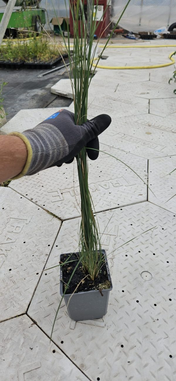 Stipa 'Silver Feather'