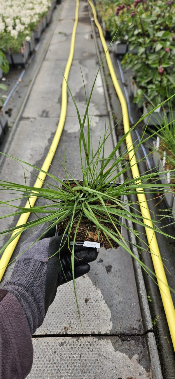 Stipa calamagrostis 'Allgäu'
